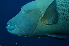 Palau